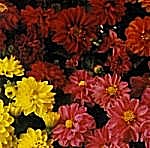 Dahlia Disco Dancer Mixed