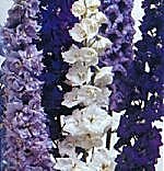 Delphinium Delight Mix