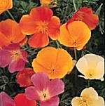 Eschscholzia Special Mixture