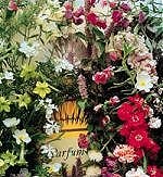 Fragrant Tall Mixture