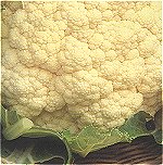 Cauliflower Galleon
