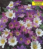 Anemone . Blanda