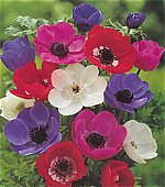Anemone . Coronaria De Caen