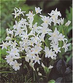 Chionodoxa . Luciliae