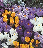 Crocus . Large Flowering