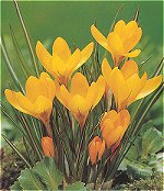 Crocus . Large Flowering