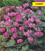 Cyclamen