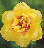 Daffodils . Double