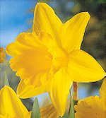 Daffodils . Trumpet