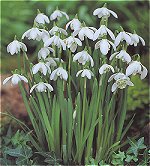 Galanthus Nivalis Flore Pleno