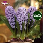 Hyacinths . Prepared