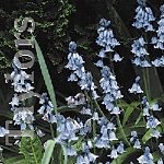 Hyacinthoides
