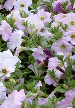 PETUNIA PEARLY WAVE