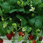 STRAWBERRY TEMPTATION F1