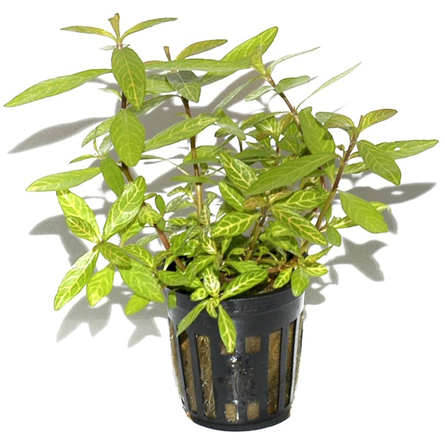 Hygrophila polysperma . Rosanervig Tropica Aquarium Plants Birstall