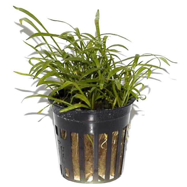 Lilaeopsis brasiliensis Tropica Aquarium Plants Birstall