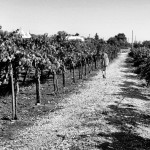 20130811-060601.jpg 20130811-060601.jpg