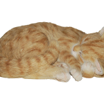 Ginger Sleeping Cat Ginger Sleeping Cat