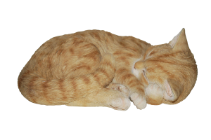 Ginger Sleeping Cat
