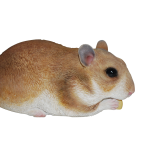 Hamsters (1) Hamsters (1)