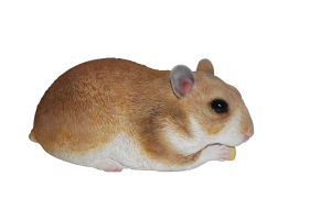 Hamsters (1)