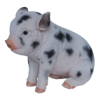 sitting micro pig-white old spot