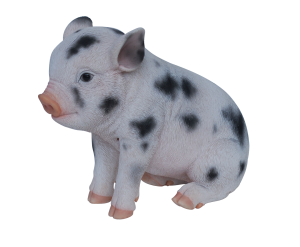 sitting micro pig-white old spot