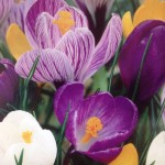 crocus mixed colours
