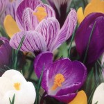 crocus mixed colours crocus mixed colours