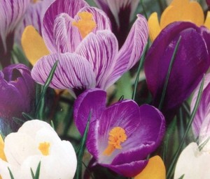 crocus mixed colours