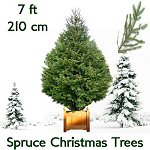 christmas_trees_norway_spruce_7ft_ christmas_trees_norway_spruce_7ft_