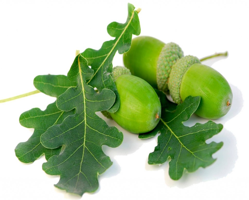 Oak Leaf Birstall Garden & Leisure