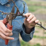 PRUNING PRUNING