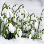 SNOWDROP