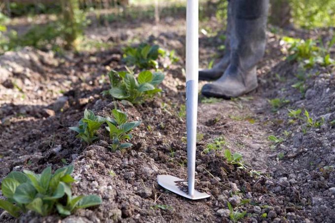 hoeing weeds