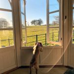 D Shape Complete Dog in Window