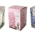 Hyacinth in galss Carafe Hyacinth in galss Carafe