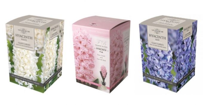 Hyacinth in galss Carafe