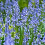 bluebells bluebells