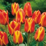 cape cod tulip cape cod tulip