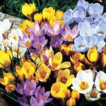 crocus crocus
