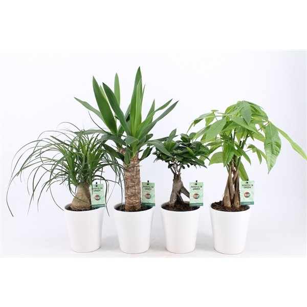 houseplants