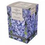 hyacinth glass blue hyacinth glass blue