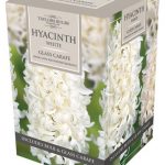 hyacinth in glass hyacinth in glass