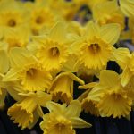 king alfred king alfred