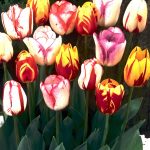 peacock tulips peacock tulips