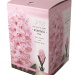 pink hyacinth pink hyacinth