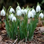 snowdrops snowdrops
