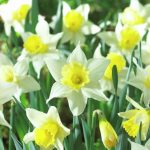 spring dawn spring dawn