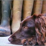 le-chameau-autumn le-chameau-autumn